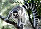 動物図鑑・ワオキツネザルの写真 15